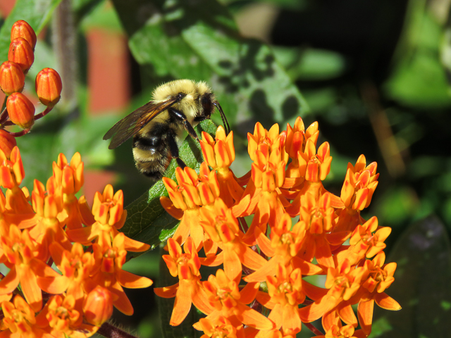 Bee on Bee Balm at Prairie Ridge