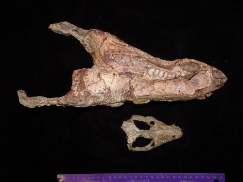 Giant protomammal snout reveals new Triassic top predator