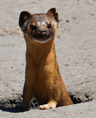 Long-tailed Weasel (Neogale frenata) by mbabbe