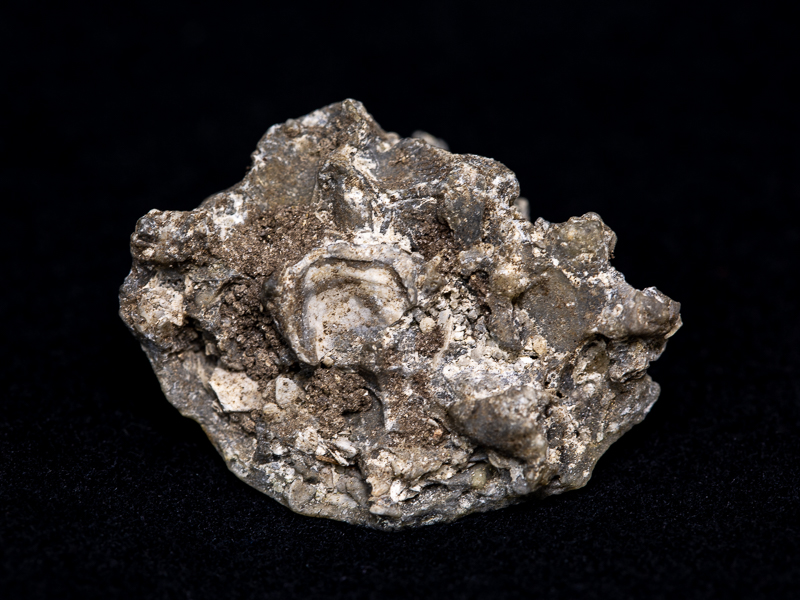 Rhett's fossil: a bryozoan and other tiny shells