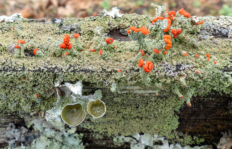 Assortment of lichens on a fence rail.