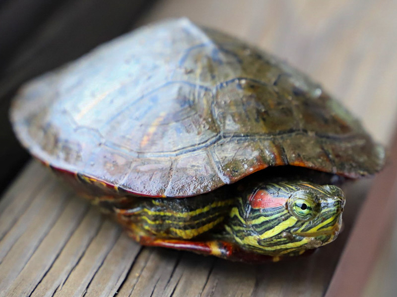 A closeup of a Red-eared Slider.