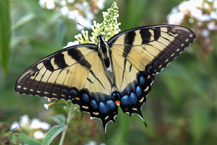 Eastern Tiger Swallowtail Butterfly.
