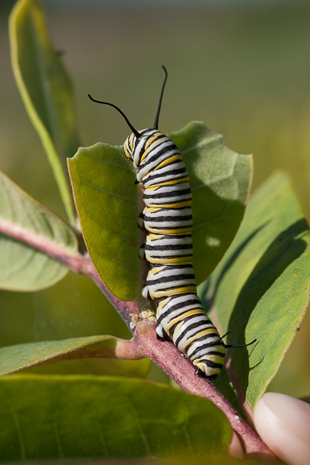 Monarch caterpillar eating milkweed leaf.