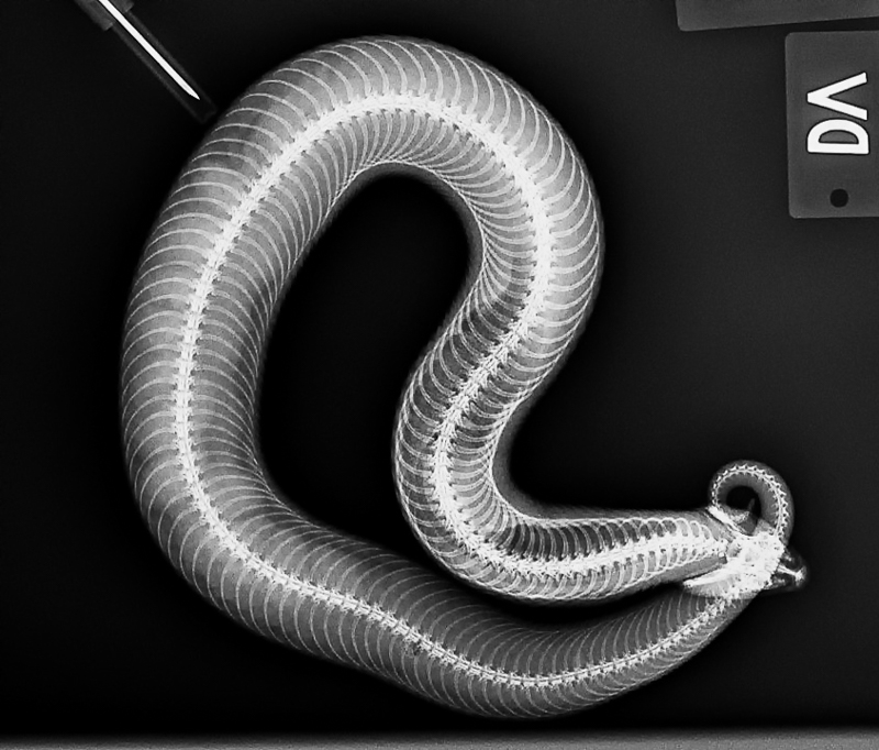 X-ray of gravid female hognosed snake.