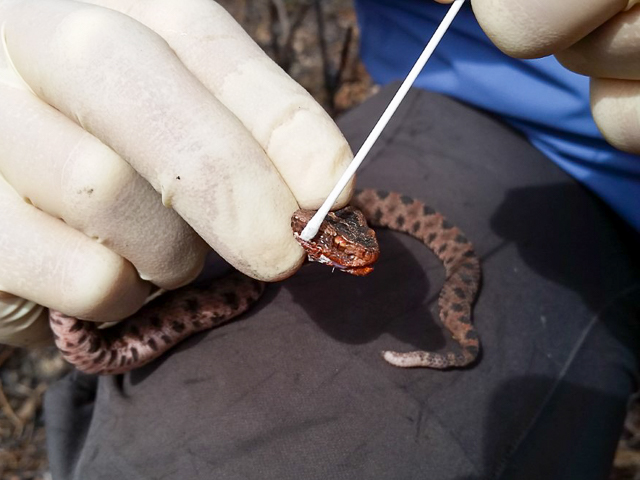 Taking swabs from a Pigmy Rattlesnake.