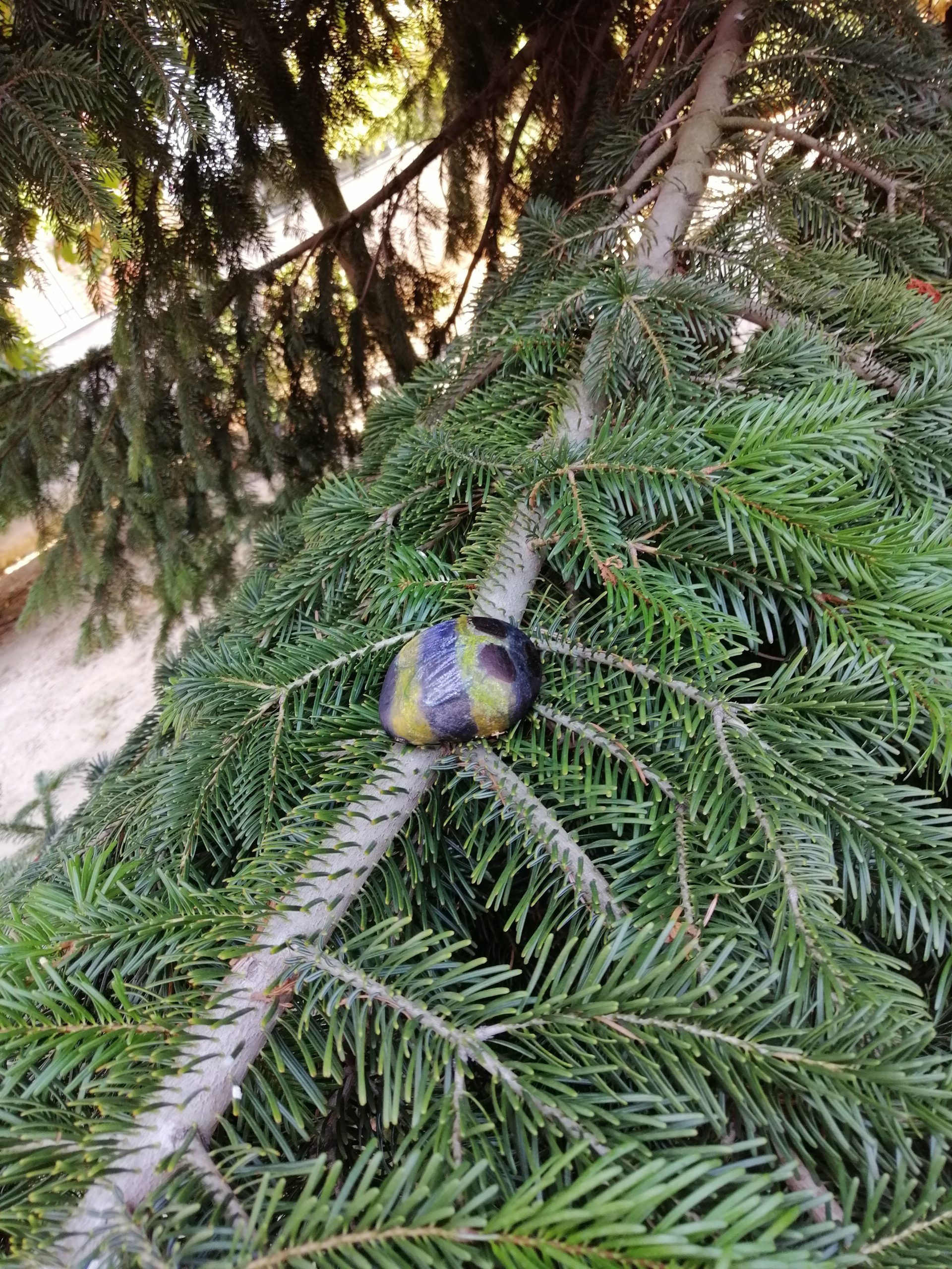 A bee rock on a pine branch