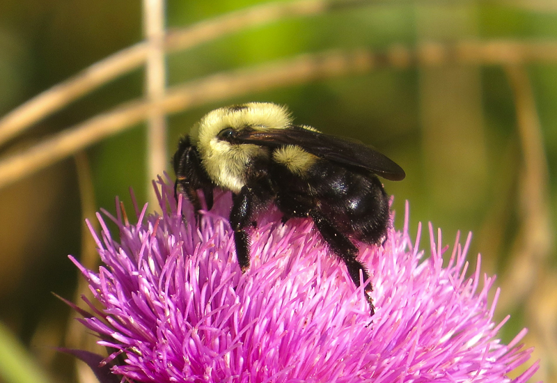 Bumblebee. Photo: Jeff Beane/NCMNS.