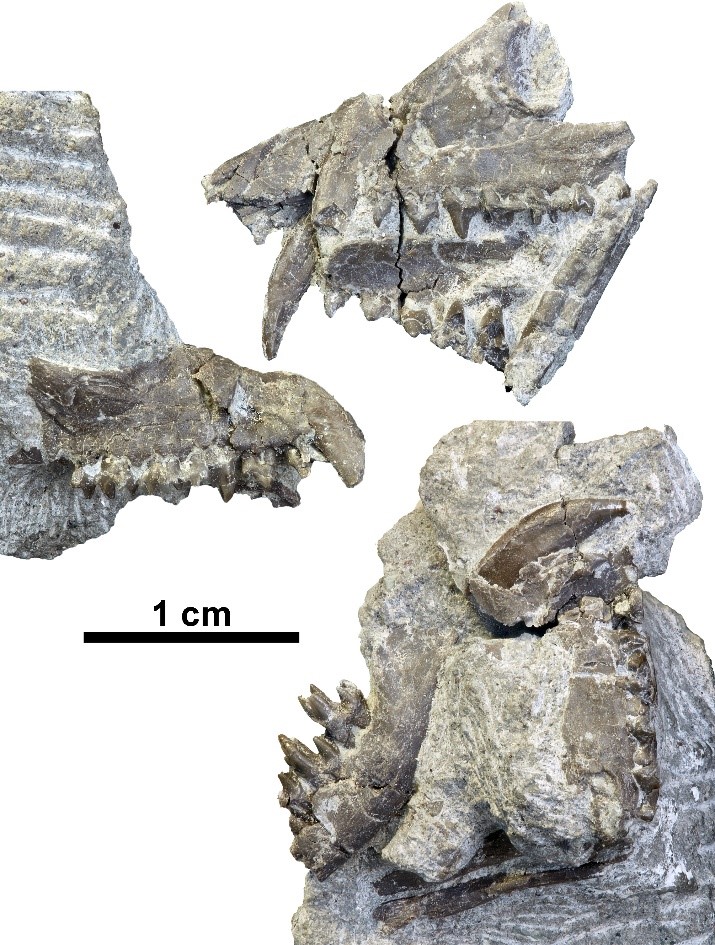 Examples of broken Alphadon jaws from one of the Egg Mountain fossil gastric pellets. Broken tooth-bearing jaws are common in both gastric pellet specimens, likely because teeth are difficult to digest for many predators.