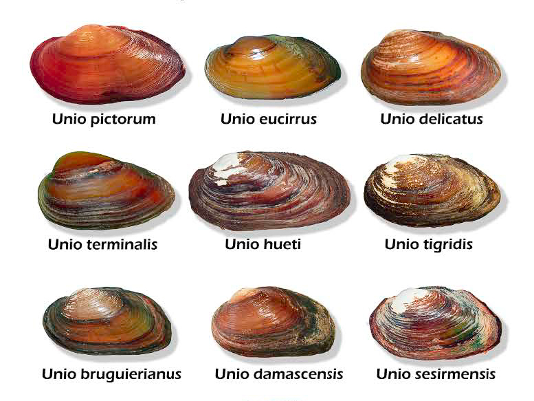Shells of Eastern Mediterranean freshwater mussels within the Unioninae subfamily. Click to enlarge.