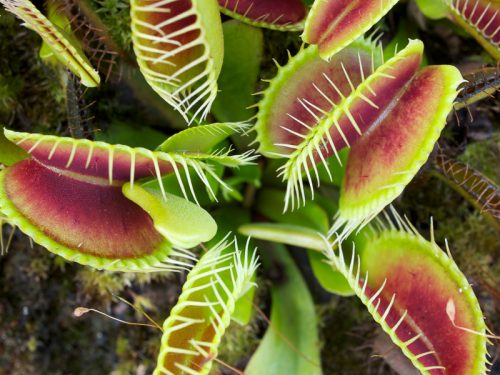 Captivating Carnivores: The Venus Flytrap