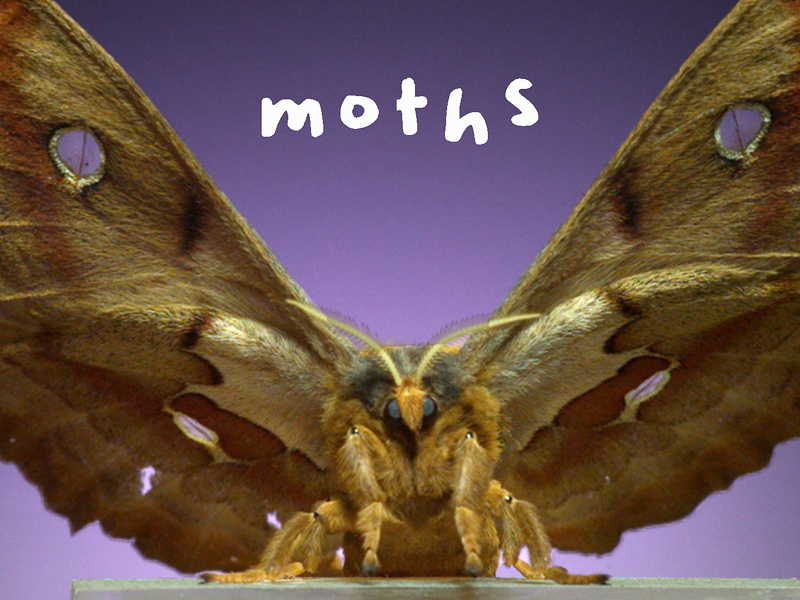 Moths video by Dr. Adrian Smith