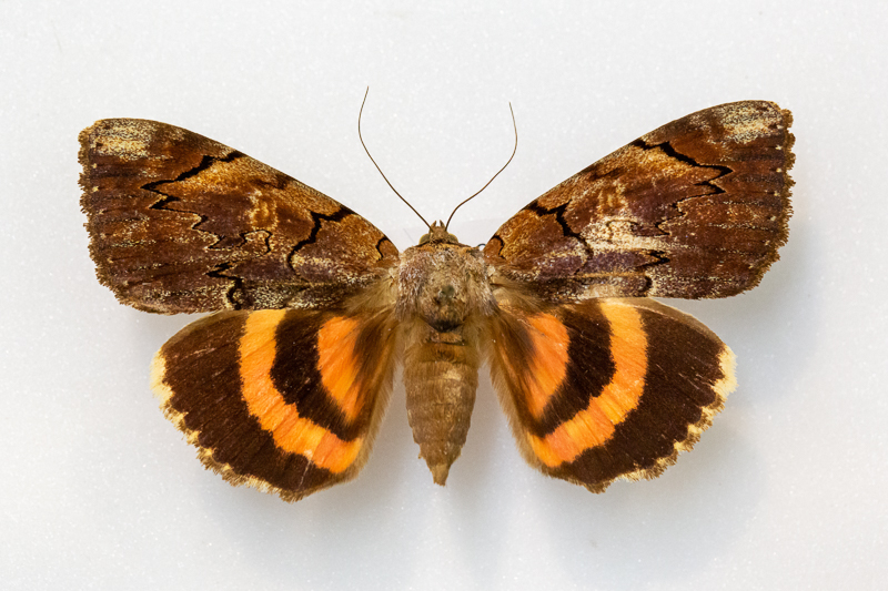 Underwing moth