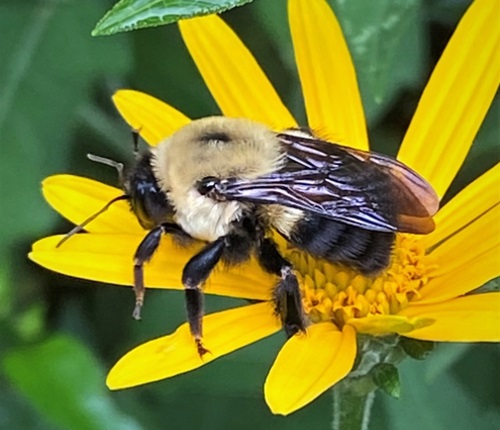 A bumblebee on a yellow flower