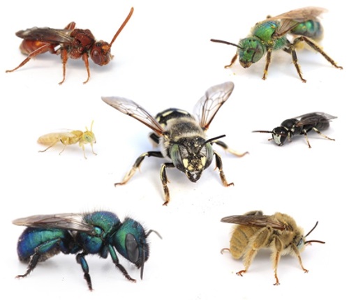 Different and colorful species of bees