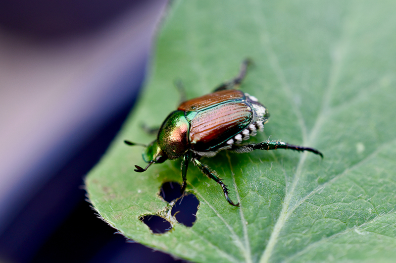 Japanese beetle eating a leaf.