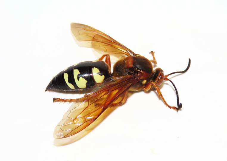 Cicada Killer (Sphecius speciosus). Photo: Jeff Beane/NCMNS