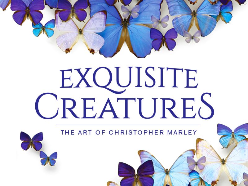 Blue Morphos surrounding exhibit logo: Exquisite Creatures: The Art of Christopher Marley