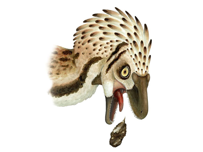 Artistic interpretation of Troodon coughing up a bone-bearing gastric pellet. Illustration: Clarissa Koos.