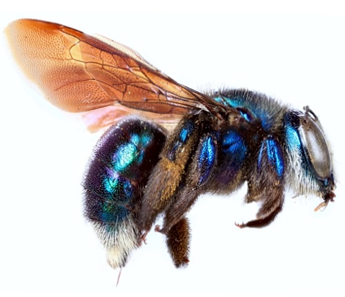 A blue metallic carpenter bee