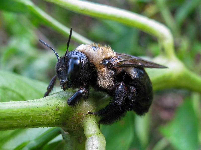 Carpenter Bee. Photo courtesy of Elsa Youngsteadt.