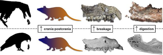 Comparison of possible Troodon gastric pellet composition to those of modern raptors.