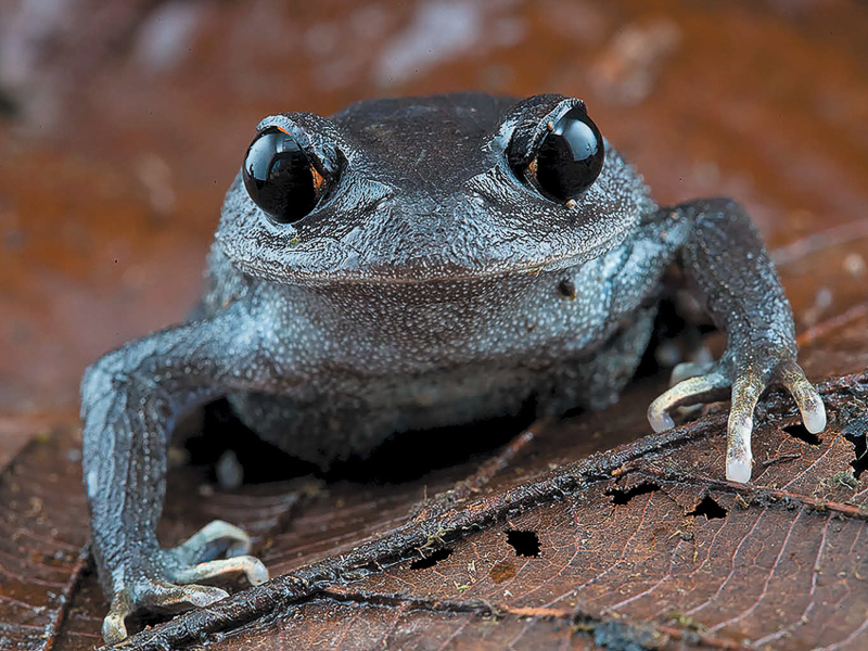 Leptobrachium lunatum