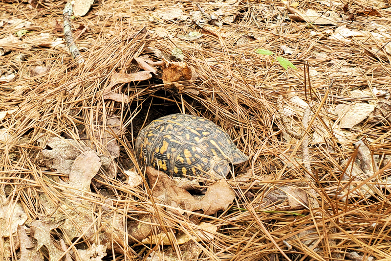 Male box turtle emerging from hibernationn under leaf litter, April 9.