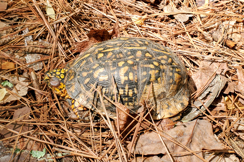 The turtle was still there on April 11, with a swollen eye.