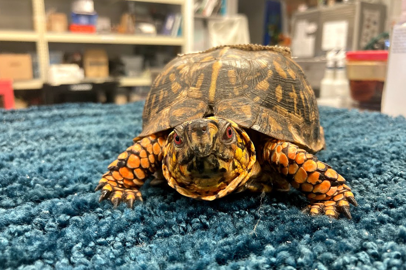 Getting the spa treatment in the lab. Photo by Rachel Carpenter, Turtle Rescue Team.