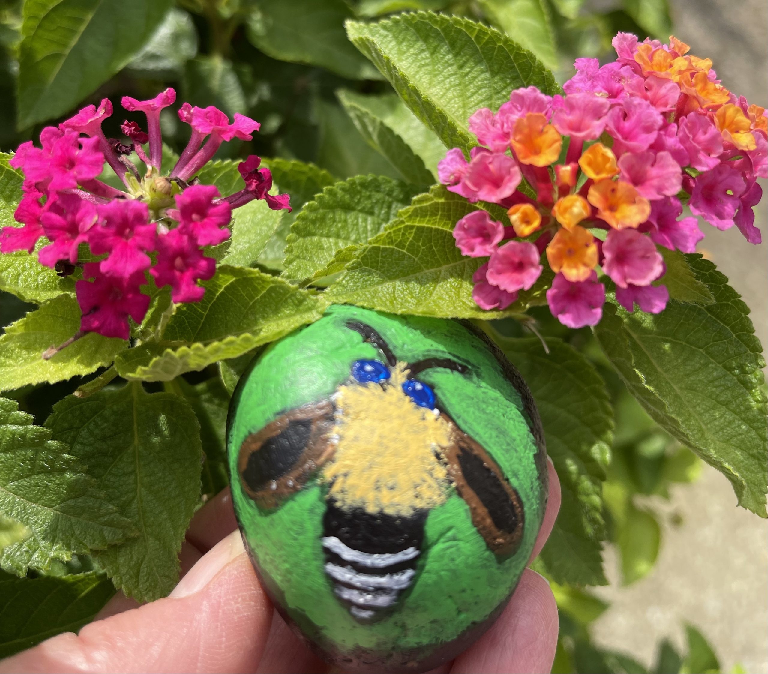A Plasterer Bee painted on a rock