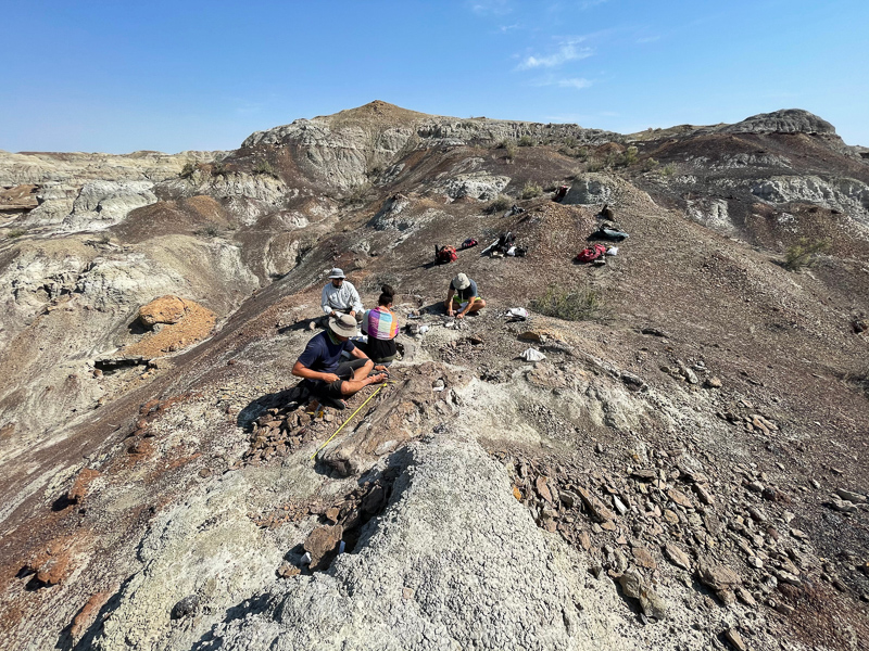 The team excavates a duckbill dinosaur in the San Juan Basin (New Mexico).