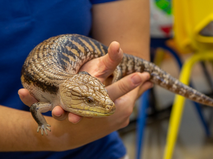 Blue-tongued Skink