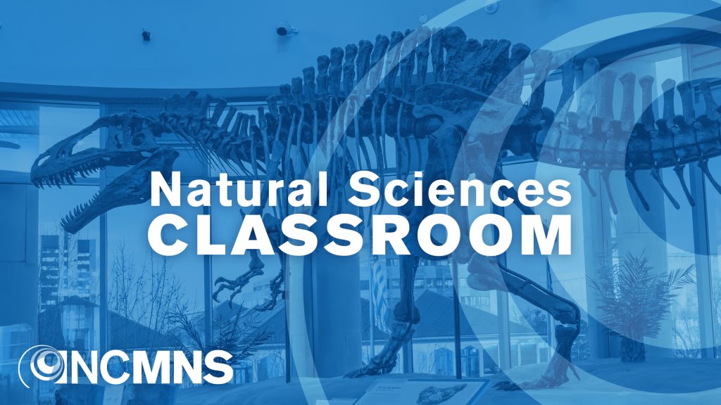 Natural Sciences Classroom blue Acrocanthosaurus