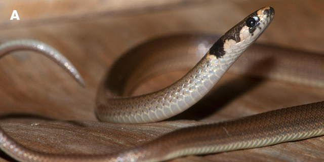 Tantilla melanocephala, snake specimen from Tobago, Pigeon Point.