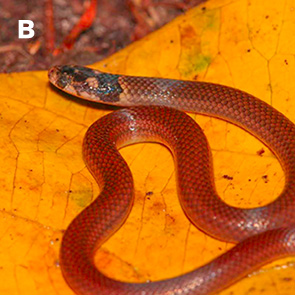 Tantilla melanocephala, snake specimen from Trinidad, Bush Bush, Nariva Swamp.