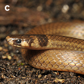 antilla melanocephala, snake specimen from Venezuela, Caracas, Distrito Capital.