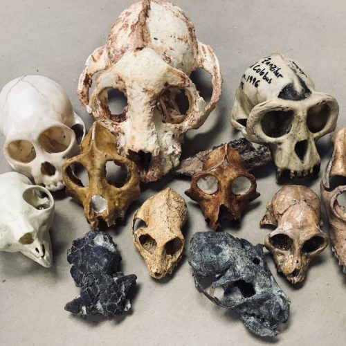 a bunch of primate skulls