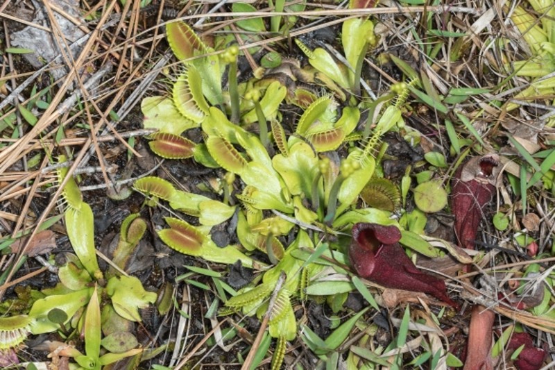 carnivorous plants