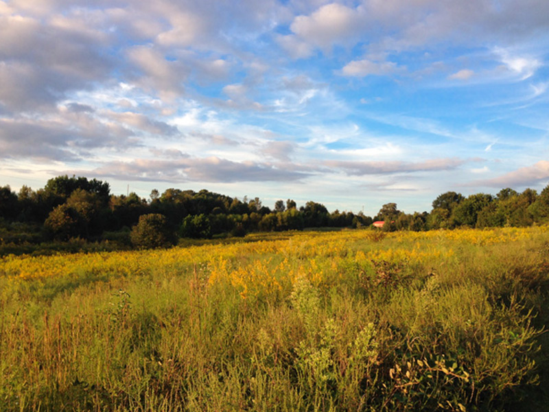 Field of goldenrod at Prairie Ridge.