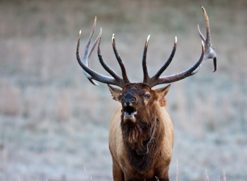 Elk photo for Natural Sciences Classroom: Got Elk? program