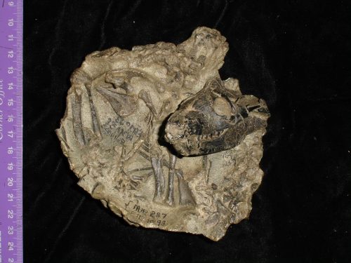 a mammal fossil