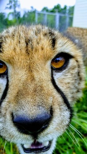 close up of a cheetah face