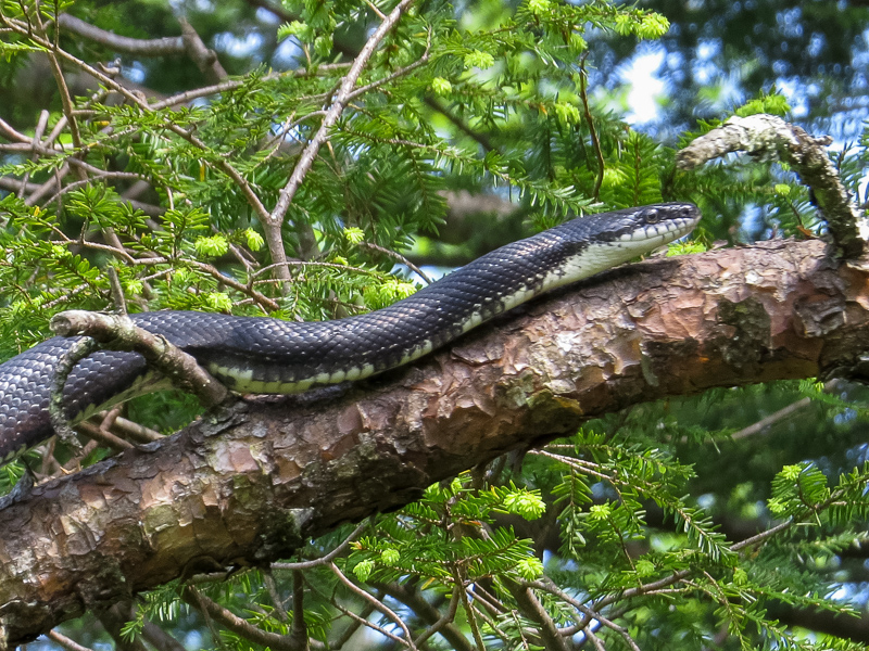 Eastern rat snake (Pantherophis alleghaniensis) by Jeff Beane.