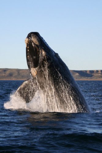 a whale breaching
