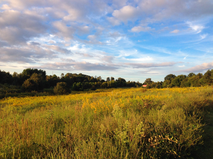 A field of goldenrods at Prairie Ridge. Photo: Chris Goforth.