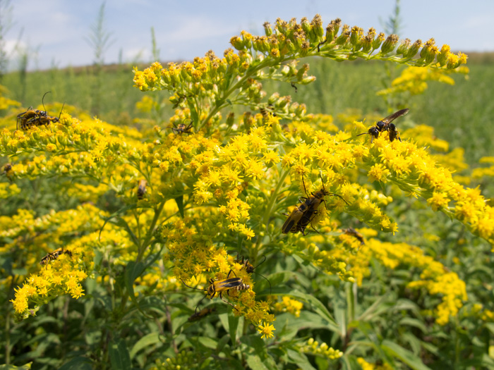 Pollinators enjoy the nectar provided by this late-blooming plant.