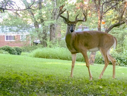 A deer standing on green grass.