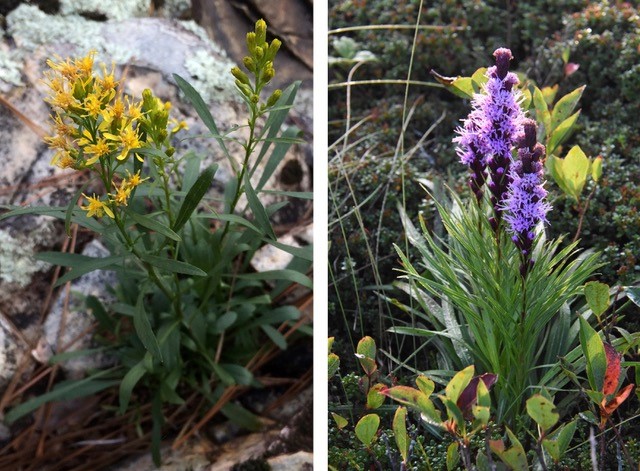 Yadkin River Goldenrod and Heller’s Blazing Star