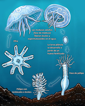 Diagrama del ciclo de la vida de una medusa en todas sus etapas.